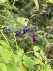 Salvia carnea