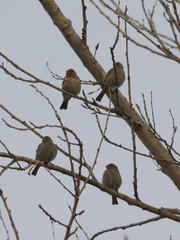 Haemorhous mexicanus