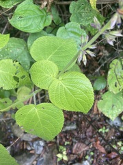Salvia carnea