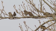 Haemorhous mexicanus