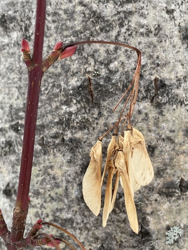 Rocky Mountain maple