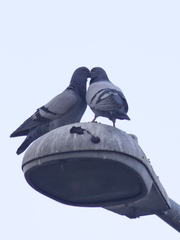 Columba livia domestica