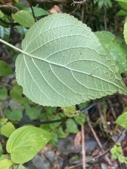 Salvia carnea