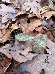 Erythronium americanum