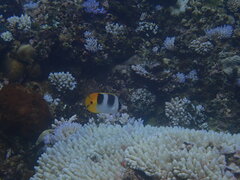 Chaetodon ulietensis