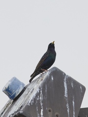 Sturnus vulgaris