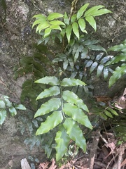 Arthropteris tenella