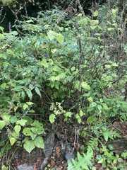 Salvia carnea