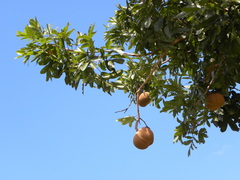Magonia pubescens