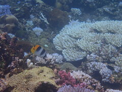 Chaetodon ulietensis