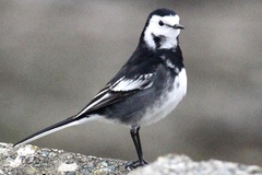 Motacilla alba yarrellii