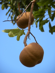 Magonia pubescens