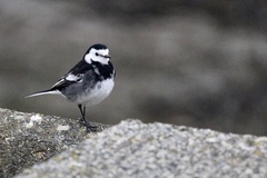 Motacilla alba yarrellii