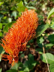 Combretum farinosum