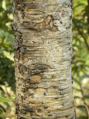 Magonia pubescens