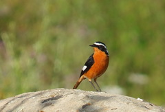 Phoenicurus moussieri