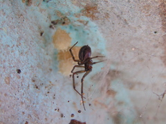 Steatoda nobilis