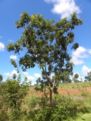 Magonia pubescens