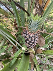 Ananas comosus image