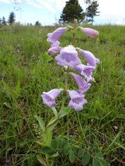 Penstemon grandiflorus