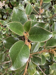 Brachyglottis elaeagnifolia