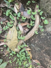 Violaceae