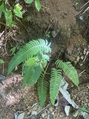 Blechnum occidentale