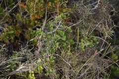 Rhamnus alaternus