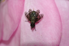 Platystoma seminationis