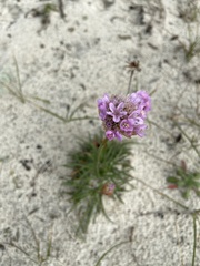 Armeria maritima californica