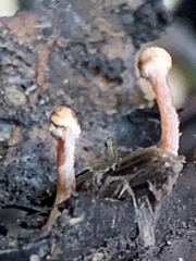 Tubaria conspersa
