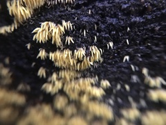 Mucronella flava