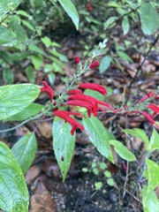 Salvia cinnabarina