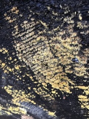 Mucronella flava