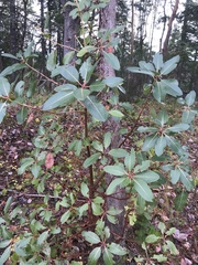 Arbutus menziesii