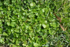 Ranunculus muricatus