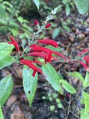 Salvia cinnabarina