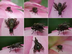 Platystoma seminationis