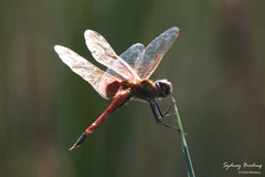 Tramea loewii