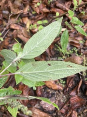 Salvia cinnabarina