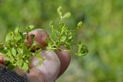 Bacopa