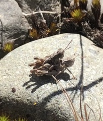 Phaulacridium otagoense