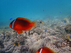 Amphiprion barberi