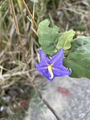 Solanum houstonii