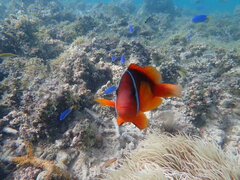 Amphiprion barberi