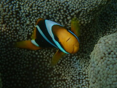 Amphiprion chrysopterus