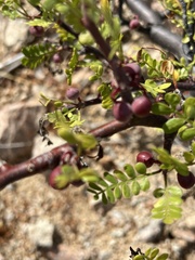 Bursera exequielii