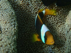 Amphiprion chrysopterus