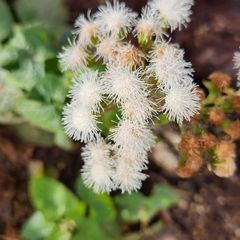 Ageratina viscosissima