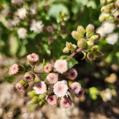 Ageratina viscosissima